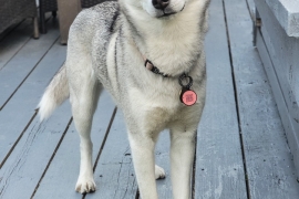 Siberian Husky