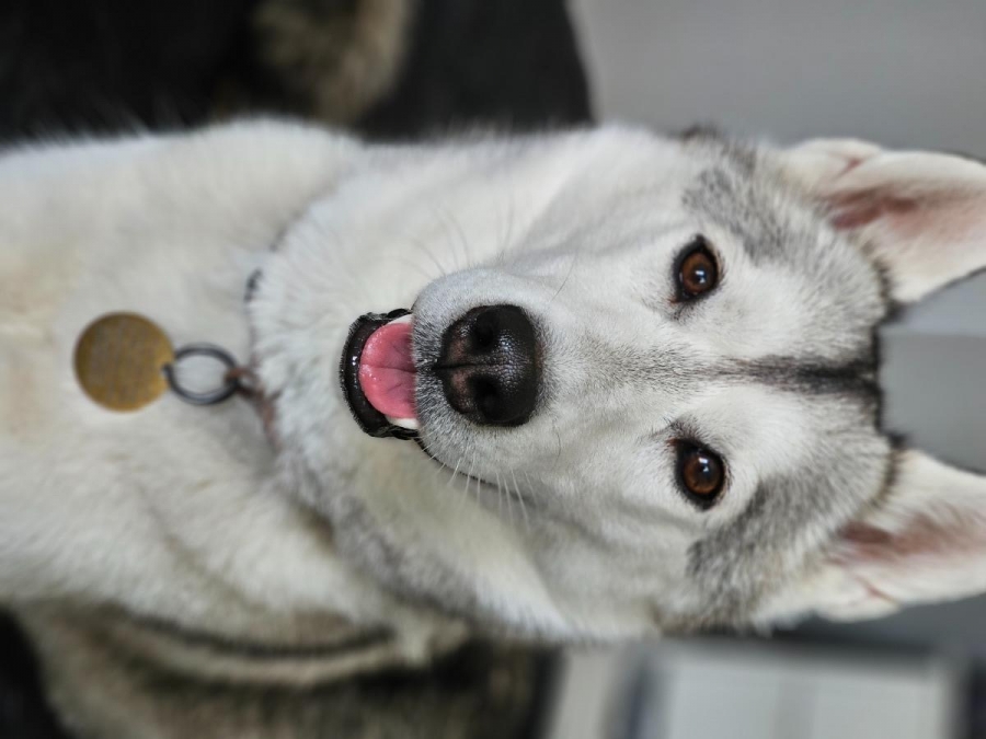 Siberian Husky