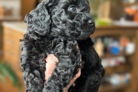 Miniature Poodle