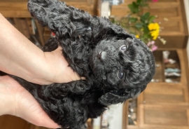 Miniature Poodle