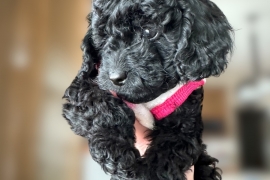 Miniature Poodle
