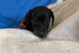 Miniature dachshund