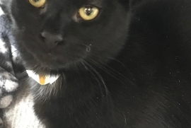 Domestic Short Hair