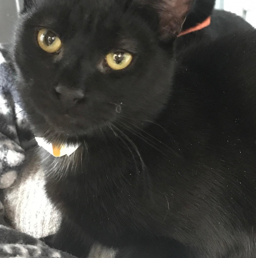 Domestic Short Hair
