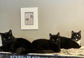 Domestic Short Hair