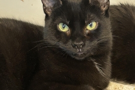Domestic Short Hair