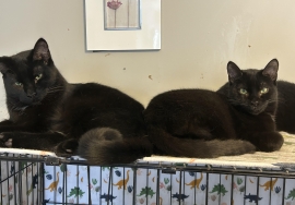Domestic Short Hair