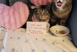 Domestic Long Hair