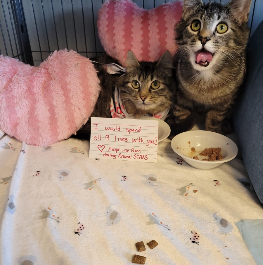 Domestic Long Hair