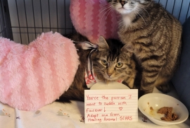 Domestic Long Hair