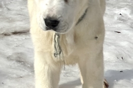 white Alabai (Central Asian Shepherd)