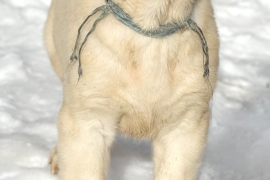 white Alabai (Central Asian Shepherd)