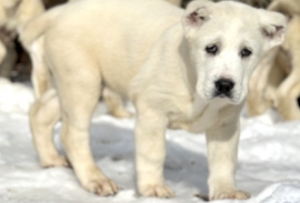 white Alabai (Central Asian Shepherd)