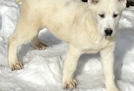 white Alabai (Central Asian Shepherd)