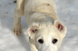 white Alabai (Central Asian Shepherd)