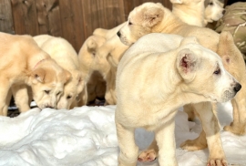 white Alabai (Central Asian Shepherd)