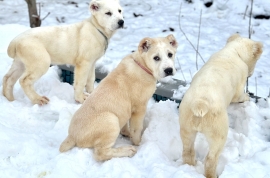 white Alabai (Central Asian Shepherd)
