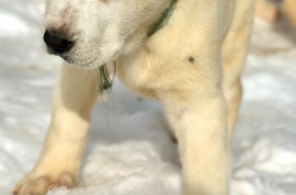 white Alabai (Central Asian Shepherd)