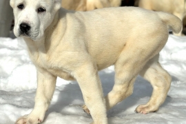 white Alabai (Central Asian Shepherd)