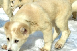 white Alabai (Central Asian Shepherd)