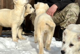 white Alabai (Central Asian Shepherd)