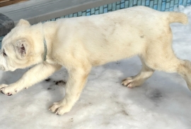 white Alabai (Central Asian Shepherd)