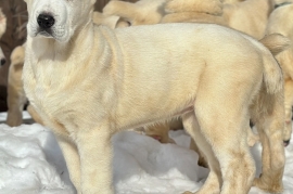 white Alabai (Central Asian Shepherd)