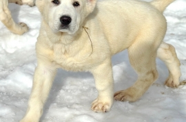 white Alabai (Central Asian Shepherd)