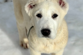 white Alabai (Central Asian Shepherd)
