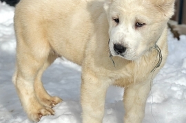 white Alabai (Central Asian Shepherd)