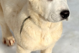white Alabai (Central Asian Shepherd)