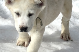 white Alabai (Central Asian Shepherd)