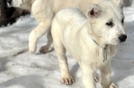 white Alabai (Central Asian Shepherd)