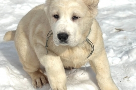 white Alabai (Central Asian Shepherd)