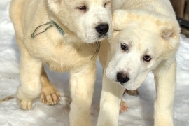 white Alabai (Central Asian Shepherd)