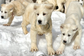 white Alabai (Central Asian Shepherd)