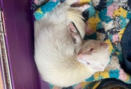 Ferrets Ferrets