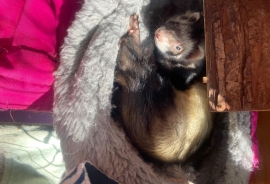 Ferrets
