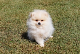 Pomeranian 
