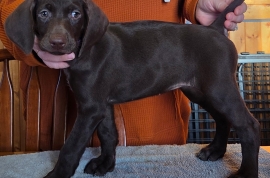 German Shorthaired Pointers