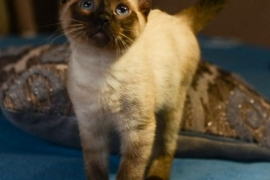 Siamese kittens 