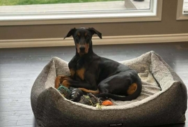 Doberman Pinscher