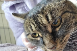 Domestic Short Hair