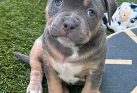 American Bully