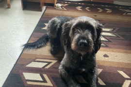 Labradoodle Labradoodle