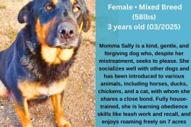 German Shepherd Dog