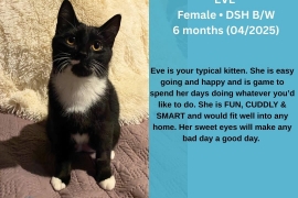 Domestic Short Hair