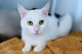 Domestic Short Hair