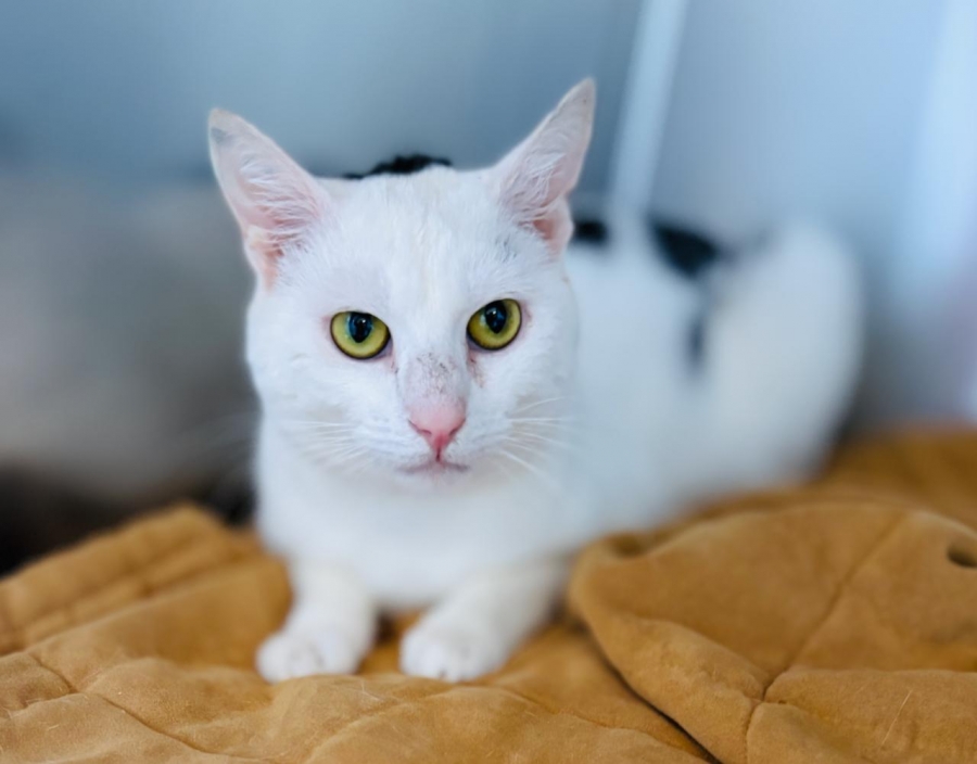 Domestic Short Hair
