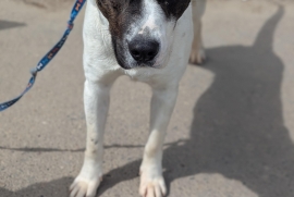 English Pointer